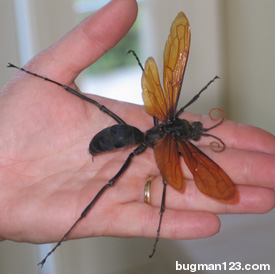 tarantula hawk dress