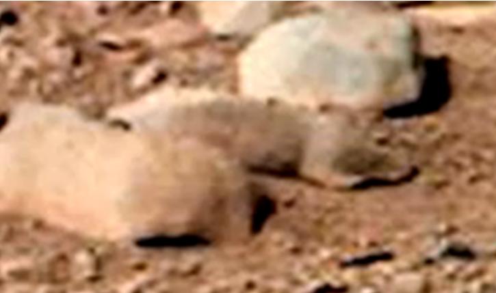 Mars Rat Goes Uninvestigated: Hey, NASA! Can We Talk?