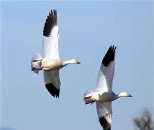 snowgeese