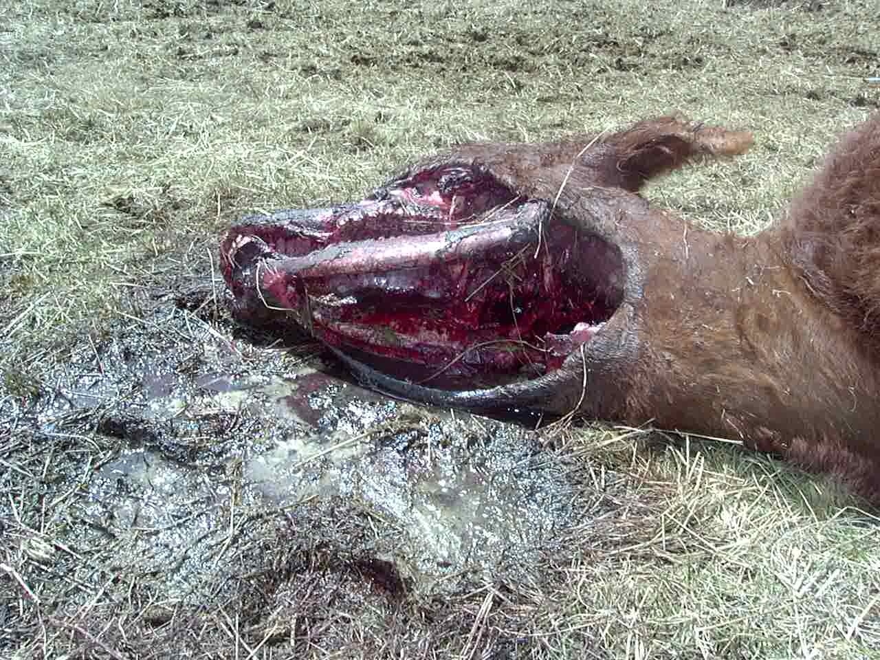 Cattle Mutilations