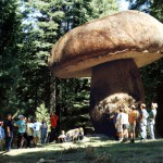 Mushroom