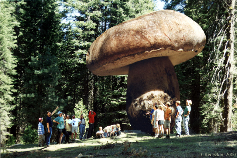 Photo of World’s Largest Mushroom: Debunked