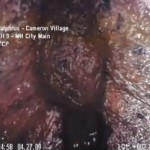 Scary Mutant in the Sewers of North Carolina