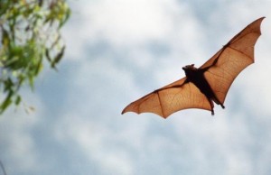 fruit-bat