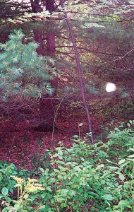 Supposed Orb from the Hinsdale property