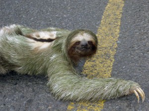 Tree Sloth crossing a road