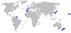 Chlamydoselachus_anguineus_distmap