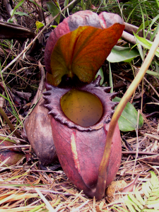 Nepenthes_rajah