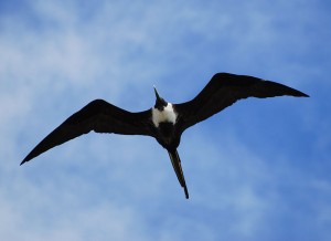 frigatebird