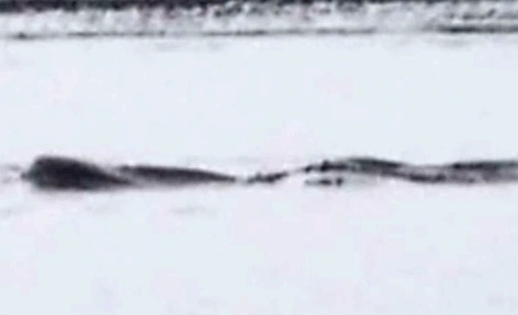 Alaskan Sea Monster?