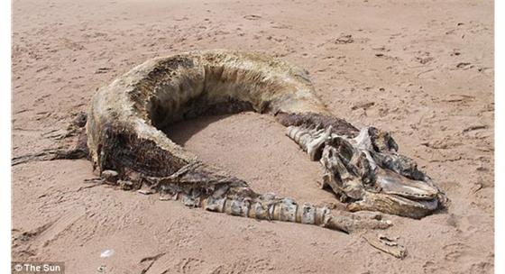 Sea Monster Carcass or Just a Misidentification?