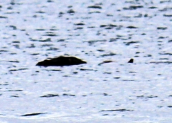 Latest Nessie Sighting