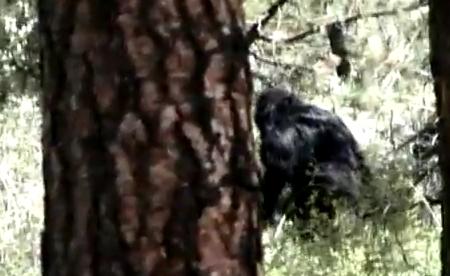 Hoffman Bigfoot Video Stunning the Web