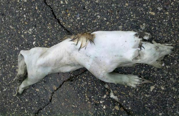 Minnesota RoadKill Identified As A Badger