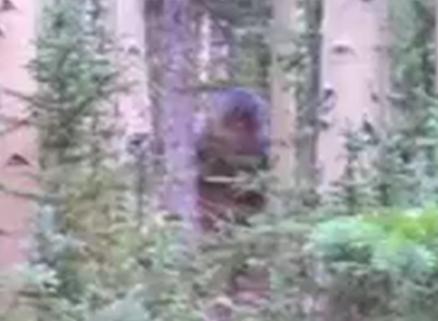 Utah Campers Film Bigfoot? New Breakdown Footage Added