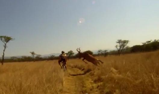 Video: One of the Coolest Things I’ve Ever Seen – Man VS Antelope