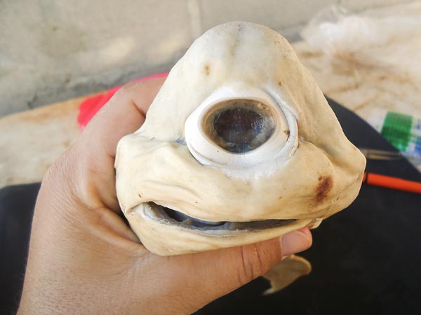 Photos: Strange Nature – Cyclops Shark