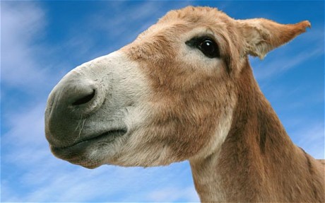 Voo Doo? Man Claims Companion Turned Into Donkey