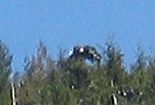 Does This Photo Prove An Abduction On Green Mountain, WA?