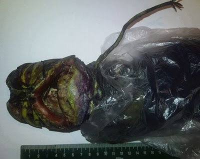 Photos/Video: Another Alleged Alien Body From Russia