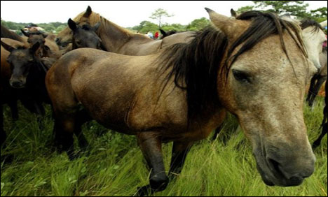 25 Dead Ponies Mystery Baffles Police