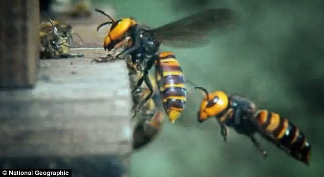 Cool Video: 30,000 Bees Massacred By Giant Alien Hornets