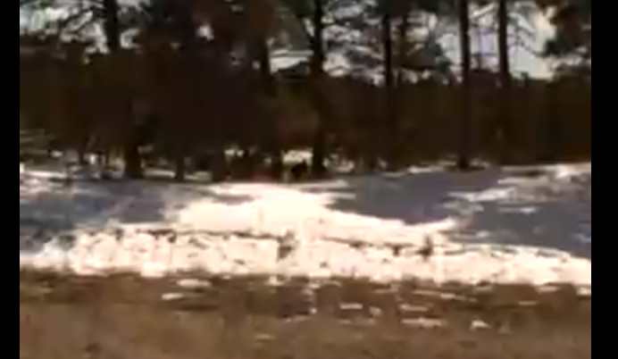 Video: Colorado “Bigfoot” Terrifies Woman