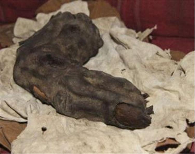 Video: Giant Mummified Finger Found In Egypt
