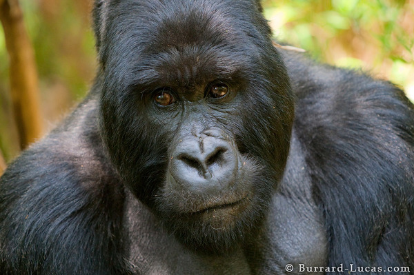 Gorilla Loose In Alabama