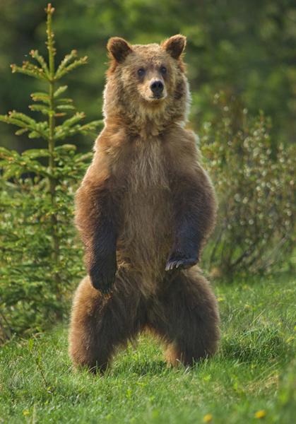 Bigfoot vs Grizzly Bear