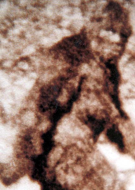 Confirmations On The Ketchum/Bigfoot DNA Study *UPDATED*