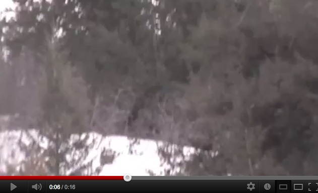 Video: Bigfoot In Idaho