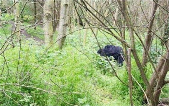 Photos: Beast Of Hackney Marsh Sighted?