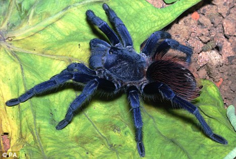 Huge Aggressive Spiders Attacking People In Small Town