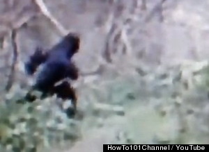 Ohio Bigfoot Video Looks Painfully Fake