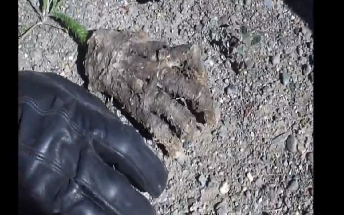 Sasquatch Hand? Nope, Just a Bear’s Paw