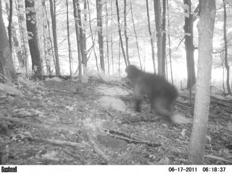 “Running Bigfoot” Trail Cam Photo