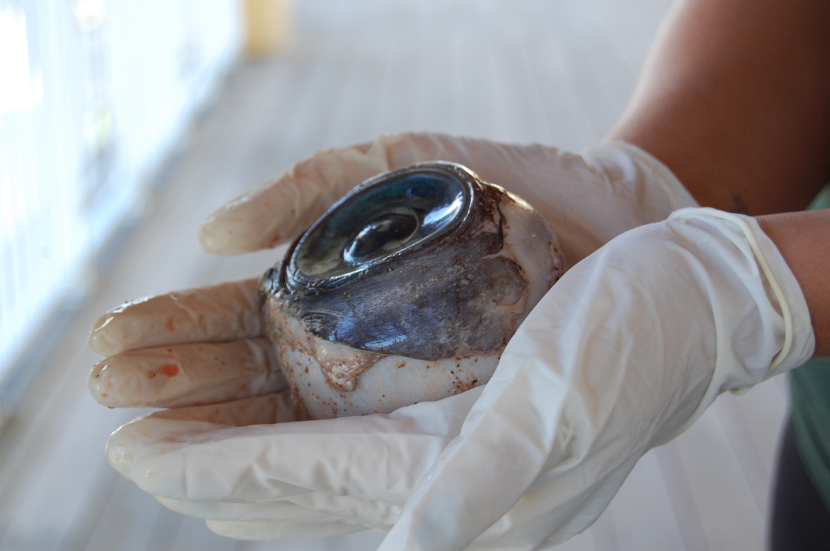 Here’s Looking Back At You: Giant Eyeball Identified