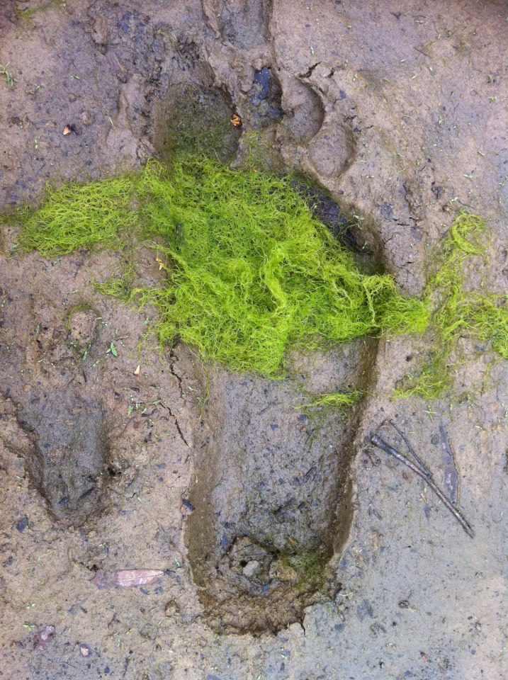 Adult and Juvenile Sasquatch Footprints
