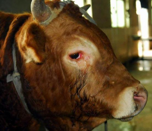 Bull In Slaughterhouse Begs For Its Life