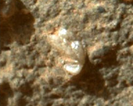 Mystery Flower On Mars