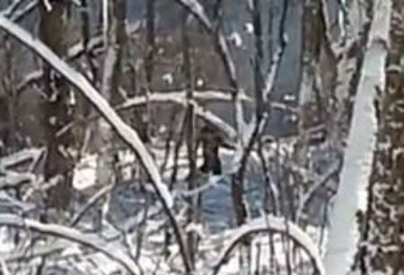 Deep Creek Bigfoot Video