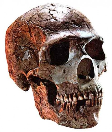 neanderthal-skull