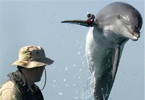 dolphin2