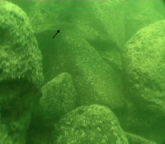 Megalithic Structure Found Beneath Sea Of Galilee