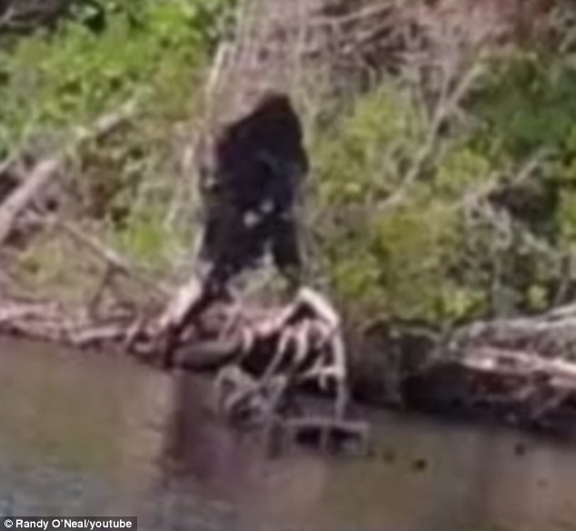 Virginia Bigfoot