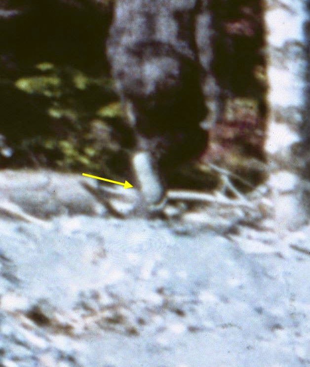Patterson-Gimlin Bigfoot: New Evidence Found On Frame 61