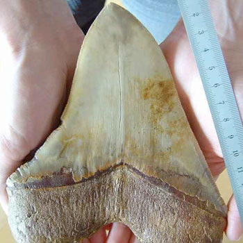 Megalodon Found?  Hoax