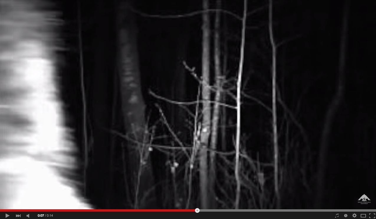 Alberta Conservation Biologists: Did We Just Record Bigfoot?